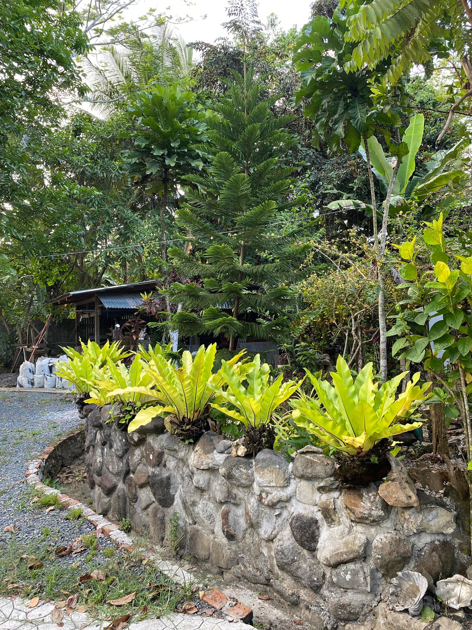 Stone garden wall with ferns, trees, and a small wooden shed at Villa Remedios